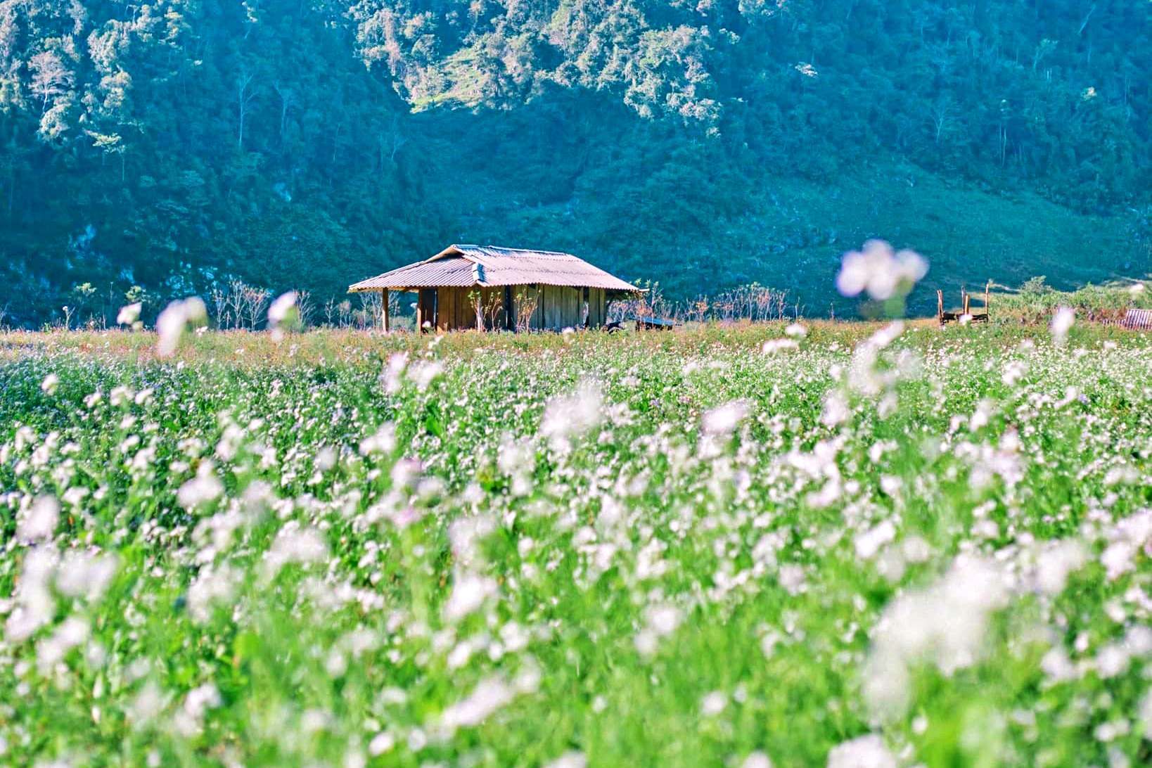 Experience Traveling to Moc Chau: Explore the Dreamy Northwestern Land 1