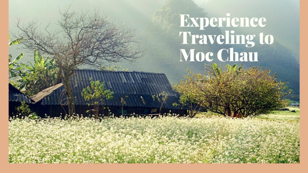 Experience Traveling to Moc Chau: Explore the Dreamy Northwestern Land