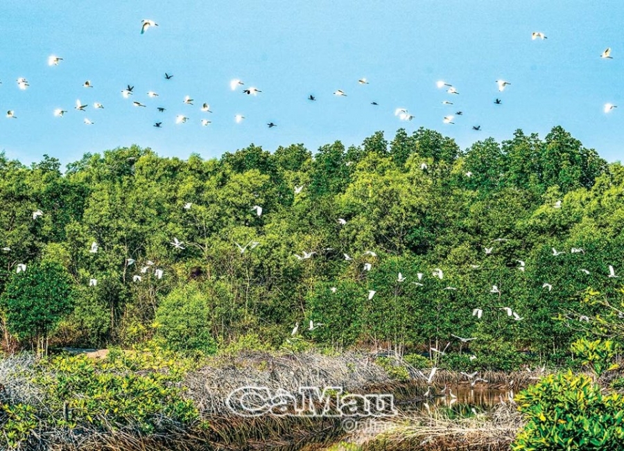 Ngoc Hien Bird Sanctuary 2