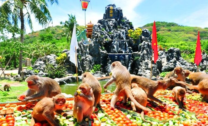 Monkey Island Nha Trang - Encounter Playful Monkeys