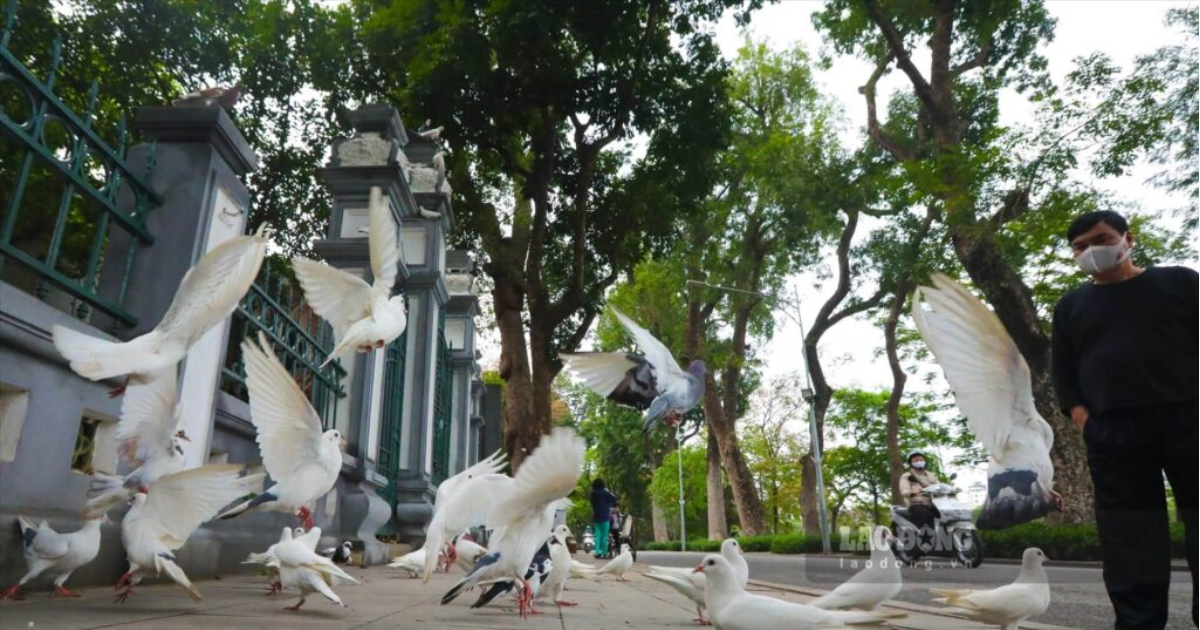 explore-hoang-van-thu-park-a-paradise-for-relaxation-in-the-heart-of-saigon6