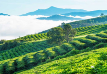 Cau Dat Tea Hill – A peaceful beauty amidst the mountains and forests cau-dat-tea-hill-a-peaceful-beauty-amidst-the-mountains-and-forests1