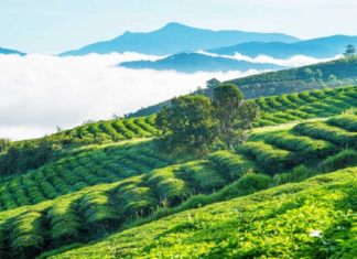 Cau Dat Tea Hill – A peaceful beauty amidst the mountains and forests cau-dat-tea-hill-a-peaceful-beauty-amidst-the-mountains-and-forests1