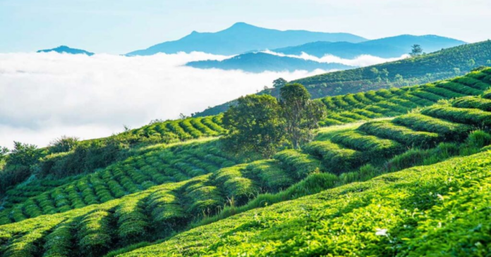 cau-dat-tea-hill-a-peaceful-beauty-amidst-the-mountains-and-forests1