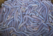 Sa Sung – The combination of nature and cuisine sa-sung-the-combination-of-nature-and-cuisine1