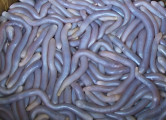 Sa Sung – The combination of nature and cuisine sa-sung-the-combination-of-nature-and-cuisine1