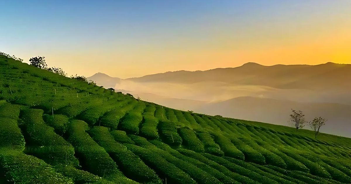 cau-dat-tea-hill-a-peaceful-beauty-amidst-the-mountains-and-forests2