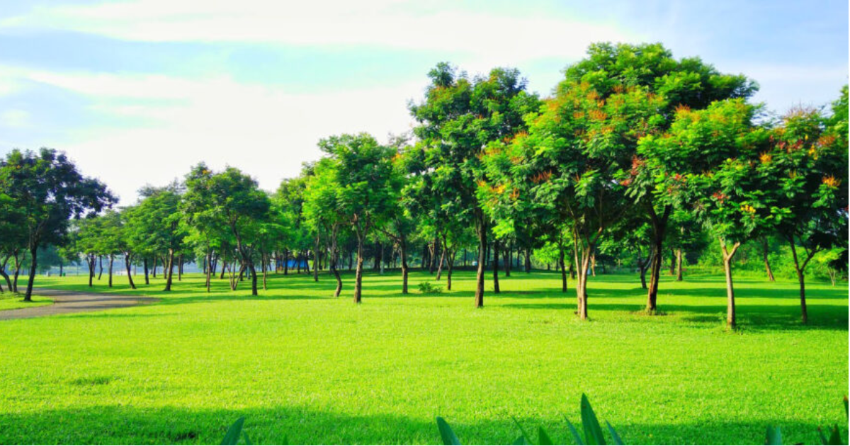 explore-yen-so-park-a-green-space-in-the-heart-of-the-capital-photo3