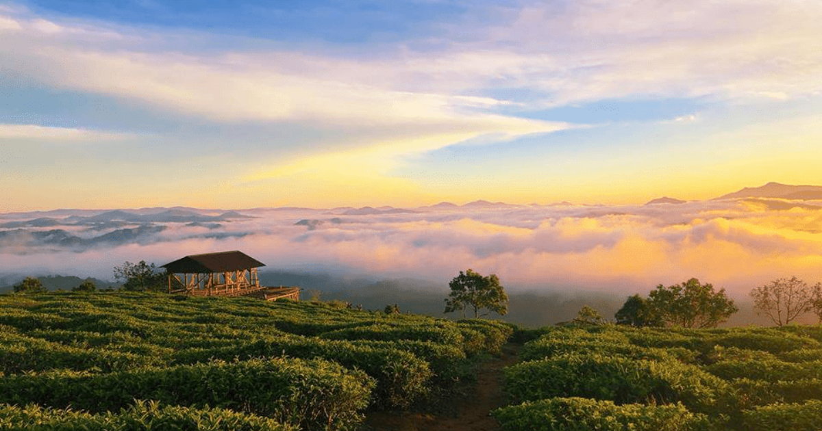 cau-dat-tea-hill-a-peaceful-beauty-amidst-the-mountains-and-forests3