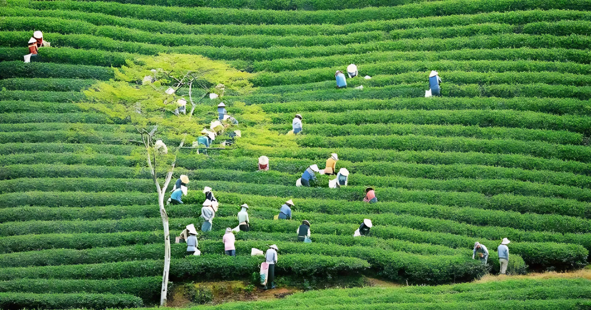 cau-dat-tea-hill-a-peaceful-beauty-amidst-the-mountains-and-forests6