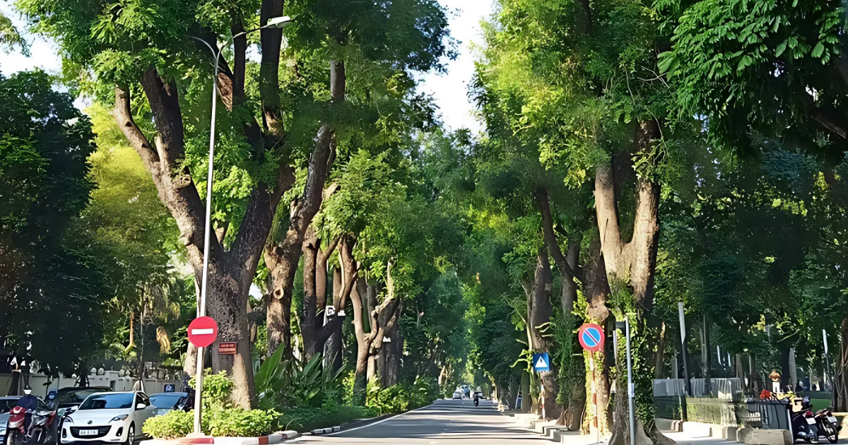 Hoang Dieu Street - The ultimate virtual paradise of Hanoi2